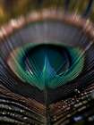 Mesmerizing Feather Art Print