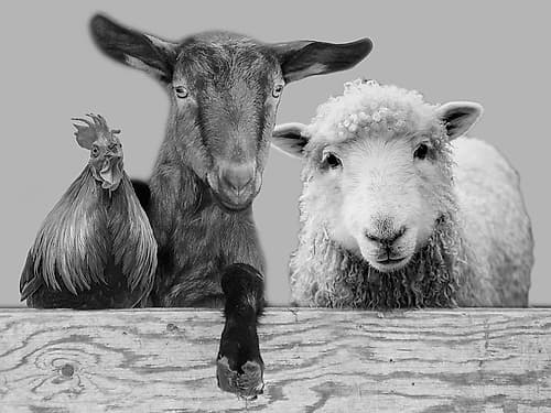 Three Amigos 2 Art Print