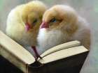 Reading Chicks No Glasses Art Print