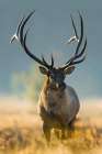Lonesome Buck Art Print