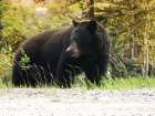 Wandering Black Bear Art Print