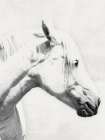 Stunning Steed 1 Art Print