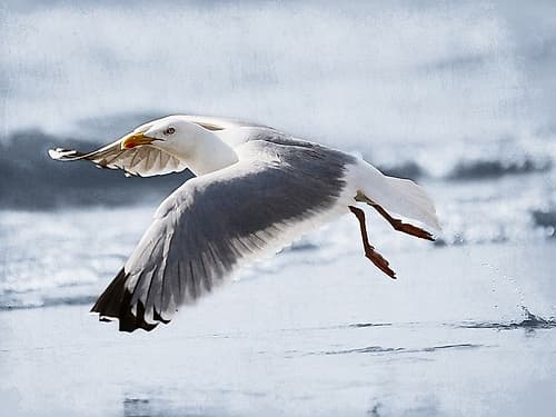 Fly Free 2 Plage reproduction