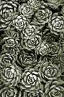 Botanical Farm 1 Botanical Print