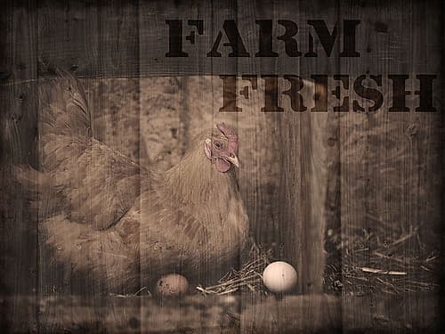 Farm Fresh Chicken 1 Art Print
