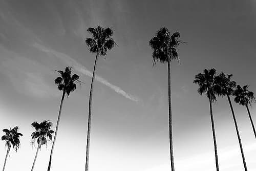 Passerby Palms Coastal Print