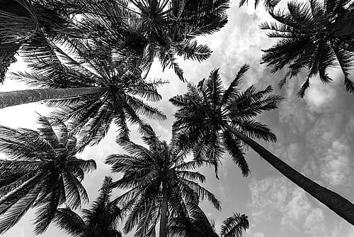 Passerby Palms 2 Coastal Print
