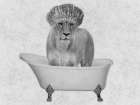 Bathing Lioness 2 Art Print