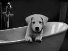 Bathroom Friend 1 Art Print