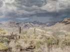 Desert Oasis Art Print