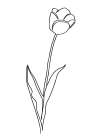 Paper Tulip 2 Art Print