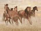 Running Free 1 Western Print