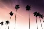 Sunset Palms 1 Art Print