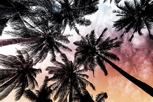 Sunset Palms 2 Art Print