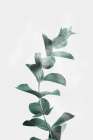 Misty Eucalyptus Botanical Print