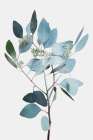 Misty Eucalyptus 2 Botanical Print
