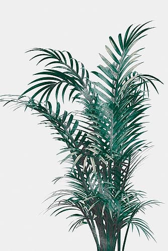 Windy Fern Nature Print