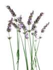 Lavender Desires Botanical Print