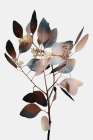 Autumn Eucalyptus 1 Art Print