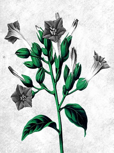 Striking Growth 2 Art Print
