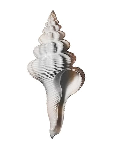 Calming Spiral Shell Coastal Print