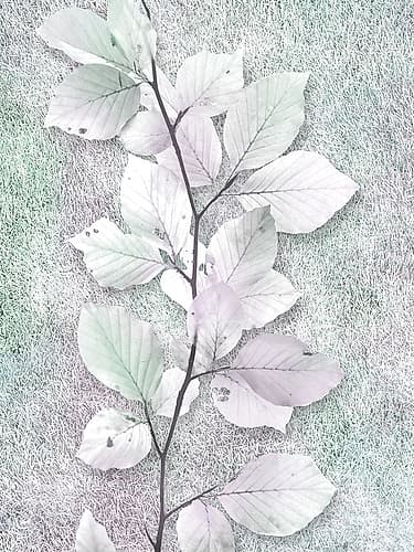 Spring Beauty 1 Nature Print