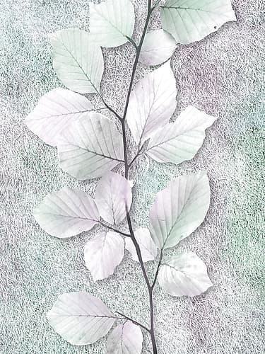 Spring Beauty 2 Nature Print