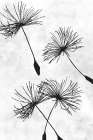 Dandelion Flight 1 Art Print
