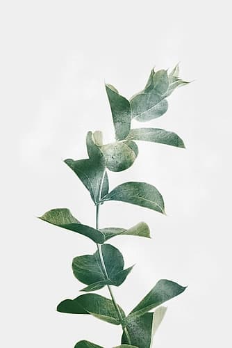 Gold Kissed Eucalyptus Nature Print