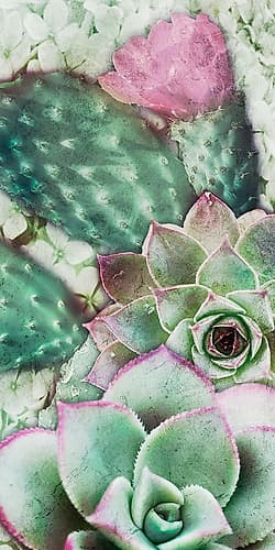 Springtime Succulents 3 Art Print