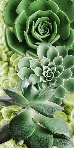 Adored Succulents 5 Art Print