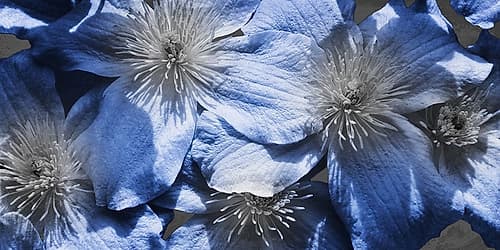 Indigo Wild 1 Art Print
