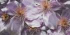 Lavender Explosion 3 Art Print