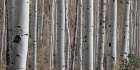 Birch Dream Art Print