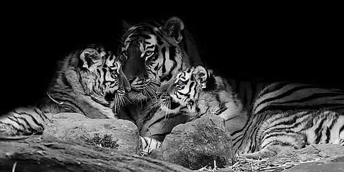 Strong Family 1 Animaux reproduction