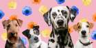 Dog Friends 2 Art Print