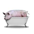 Piggy Bath Art Print