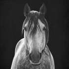 Barn Stare 1 Art Print