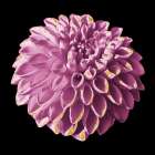 Dahlia Embrace 3 Art Print