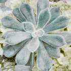 Adored Succulents Art Print
