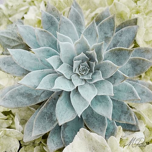 Adored Succulents 2 Art Print