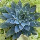 Adored Succulents 4 Art Print