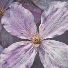 Lavender Explosion 2 Art Print