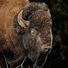 Illustrated Bison 1 Art Print