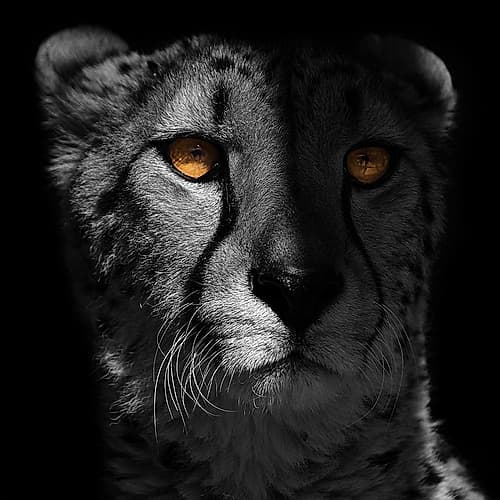 Glaring Gaze 1 Art Print
