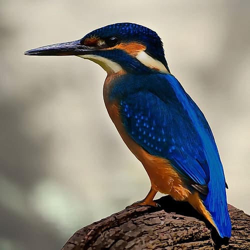 Perching Fellow Animaux reproduction