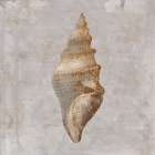 Aged Sea Shells 2 Art Print