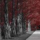 Crimson Forest 1 Art Print