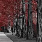 Crimson Forest 2 Art Print