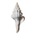 Calming Spiral Shell 2 Art Print